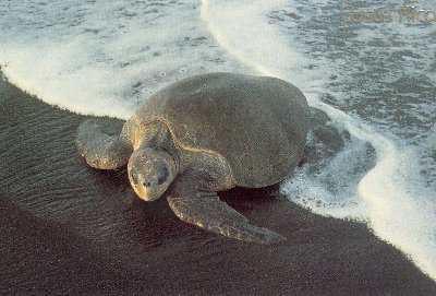 Tortuguero National Park for family vacations in Costa Rica