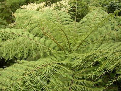 One of many Costa Rica flora is the fern
