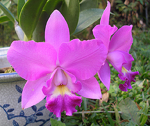 Costa Rica National Flower La Guaria Morada
