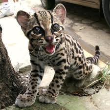 Costa Rica Wildlife Tours Jaguars