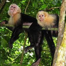 Costa Rica Wildlife Tours Monkeys