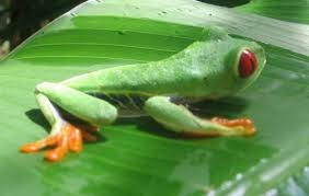 Costa Rica Frog 