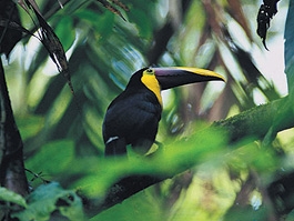 Monteverde cloud forest toucan