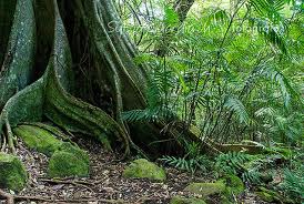 Rincon De La Vieja National Park with lush vegetation