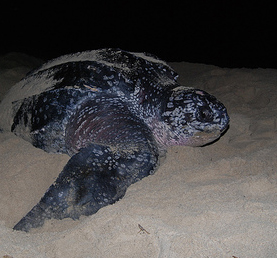 Tamarindo Costa Rica Turtle Nesting Tours