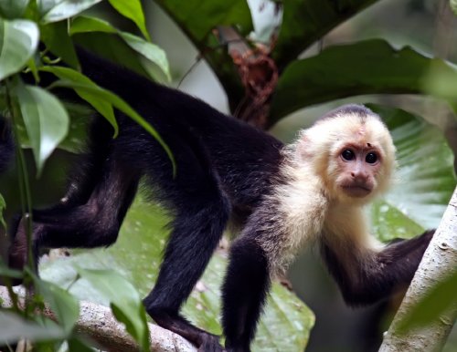 Capuccin monkey also known as the white faced monkey