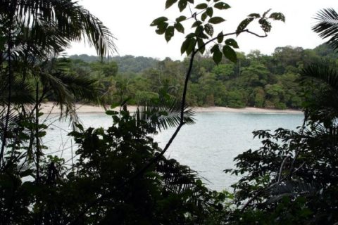 Tree lined shore of Manuel Antonio National Park, Costa Rica