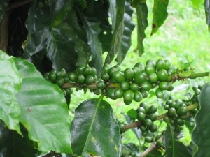 Coffee beans from Costa Rica's Central Valley