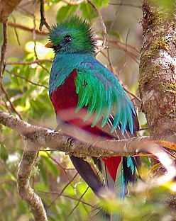 Costa Rica's national bird, the quetzal