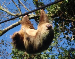 Costa Rica's Sloth Sanctuary in Cahuita, Limon