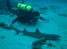 Costa Rica Shark Diving Ecotourism on Isla de Coco