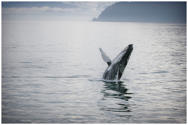 Dominical Tourism, Costa Rica, Dolphin & Whale Watching Tour