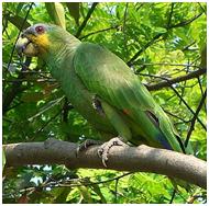 Birding Tour by Segway in Manuel Antonio Costa Rica 
