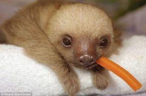 Baby Sloth at Costa Rica Sloth Sanctuary