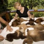 Caring for Sloths at Costa Rica Wildlife Sanctuary