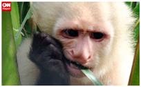 Costa Rica Wildlife Capuchin Monkey
