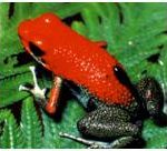 Red Frog at Corcovado National Park in Costa Rica