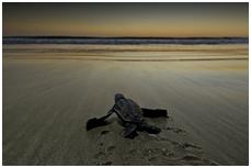 Playa Tamarindo Costa Rica Turtle Nesting Tours