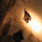 Bat Caves in Costa Rica