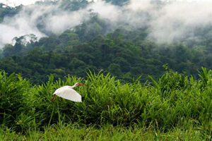 Costa Rica Conservation Award