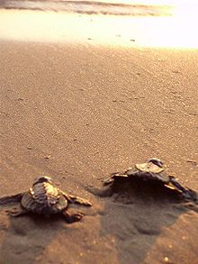 costa-rica-sea-turtle-nesting