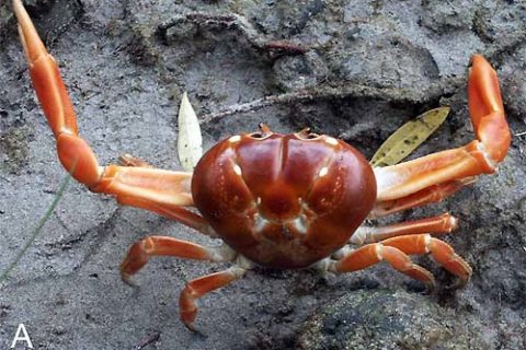 J-cocoensis-new-crab-costa-rica-wildlife