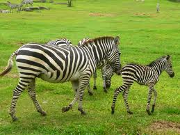 africa-mia-zebra-costa-rica-wildlife