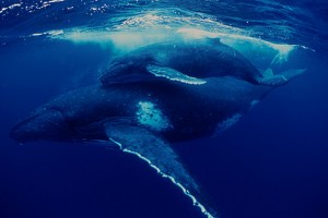 Costa Rica Humpback whale and calf (Megaptera novaeangliae), South Pacific