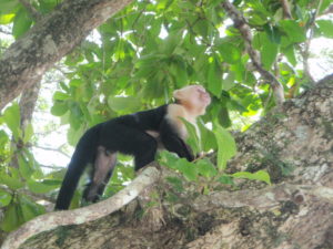 manuel-antonio-national-park-monkey