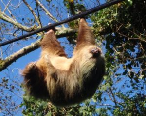 manuel-antonio-national-park-sloth