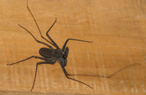 Costa Rica Wildlife Whip Scorpion Spider 