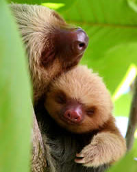 Costa Rica Wildlife Manuel Antonio Sloth