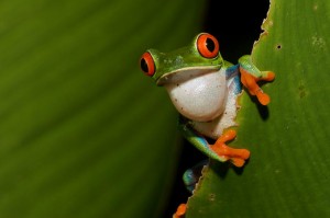 Tortuguero National Park Frog