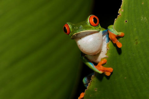 tortuguero-national-park-frog