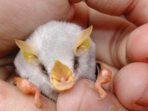 Costa Rica Wildlife White Fruit Bats 
