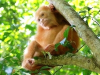 Costa Rica Wildlife Monkey