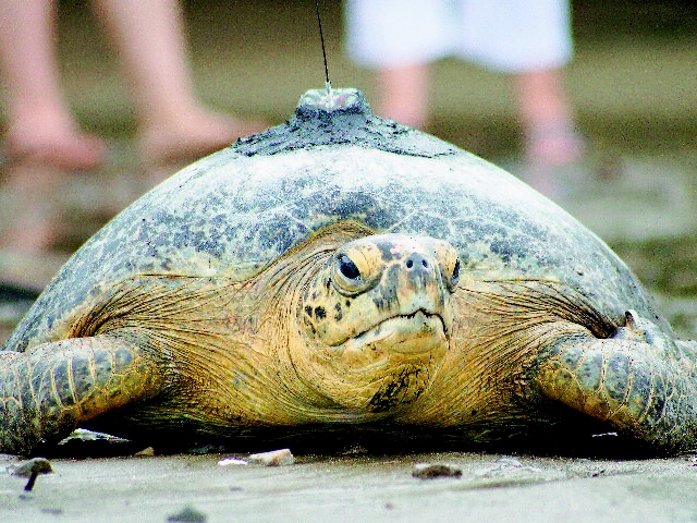 Costa Rica Turtle 