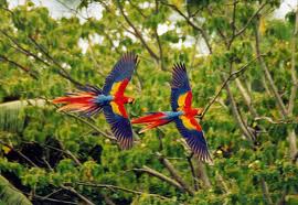Costa Rica Wildlife 2 Scarlet Macaws