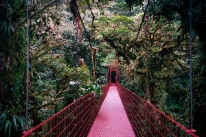 Monteverde cloud forest sky walk surrounded by Costa Rica nature