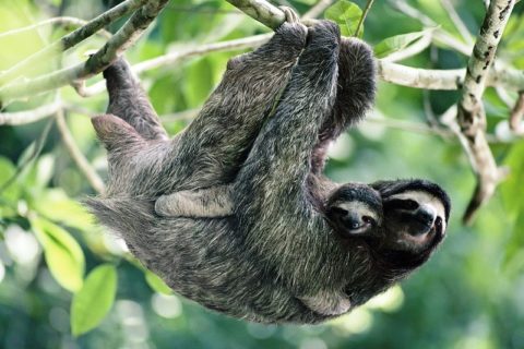 3 toed sloth very common in Costa Rica wildlife