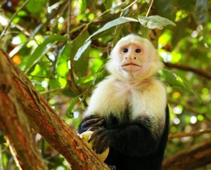 One of the many species of monkeys in Costa Rica wildlife