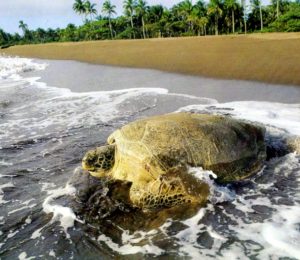 Tortuguero turtle nexting a popular Costa Rica Eco Tour