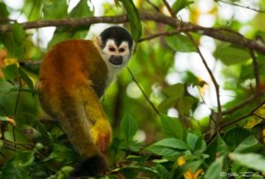Costa Rica Central America squirrel monkey
