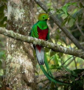 Quetzal one of Costa Rica 850 deferent species of birds