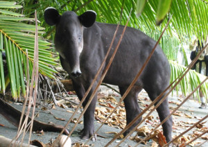 Tapir at Costa Rica Corcovado National Park