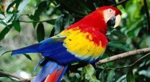 Scarlet Macaw of of many Costa Rica exotic wild life