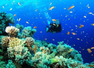 Scuba Diving while on your Costa Rica vacation