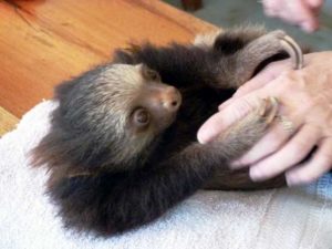 2 toed sloth located in Costa Rica