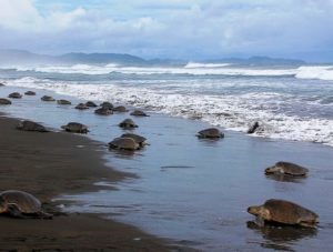 Ostional turtle nesting along the Guanacaste shore line