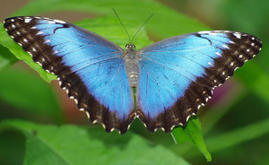 One of many species of butterflies in Costa Rica
